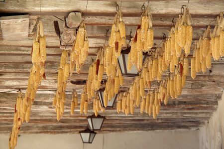 Dried corn on the ceiling in a restaurant of medieval town of Perouges, Franceの写真素材