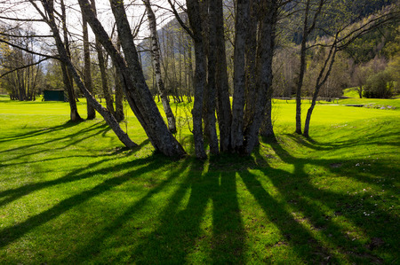 The spring forest in french Alpsの写真素材