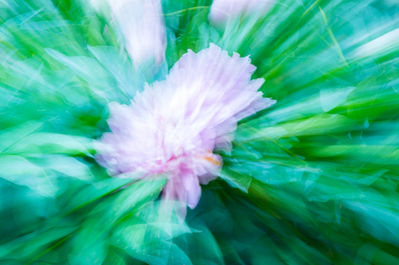 Multi-coloured background of blurred field flowersの写真素材
