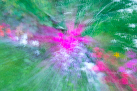 Multi-coloured background of blurred field flowersの写真素材