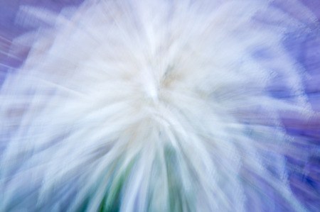 Multi-coloured background of blurred field flowersの写真素材