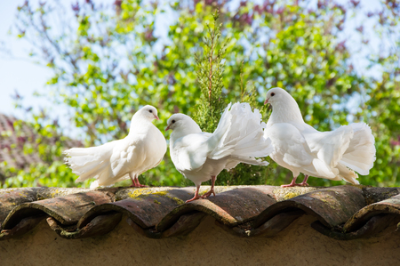White doves sitting on the fence in the gardenの写真素材