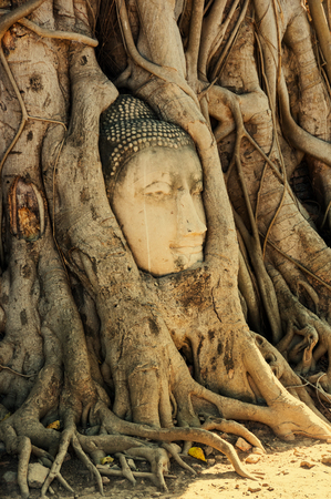 A stone head of Buddha surrounded by tree's roots in Wat Prha Mahathat Temple in Ayutthaya, Thailandの写真素材