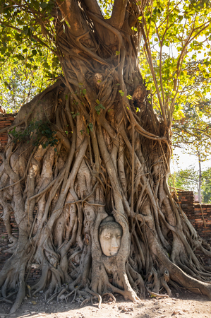 A stone head of Buddha surrounded by tree's roots in Wat Prha Mahathat Temple in Ayutthaya, Thailandの写真素材