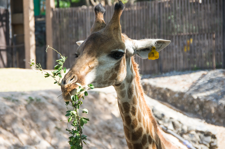 View of giraffe in Khao Kheow Open Zoo in Pattaya, Thailandの写真素材