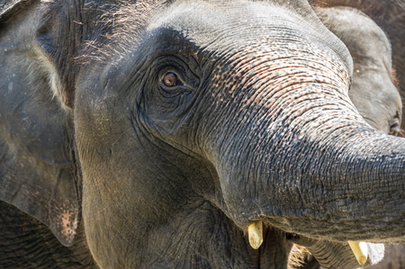 View of elephant at zoo in Pattaya, Thailandの写真素材