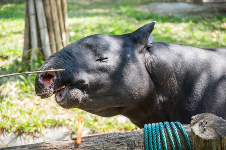 View of tapir at zoo in Pattaya, Thailandの写真素材