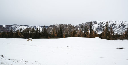 View of Ulagan Highlands in Altay mountains in the winter, Siberia, Russia