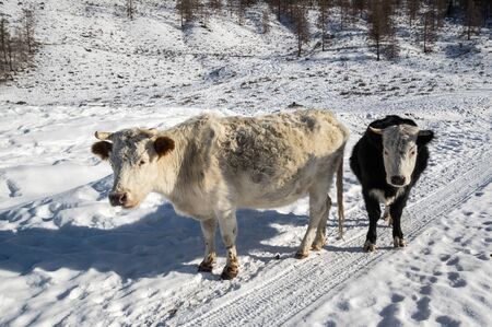 View of cows in Altay mountains, Siberia, Russiaの写真素材