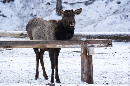 View of maral (Cervus elaphus sibiricus) in the farm in Altay mountains, Siberia, Russiaの写真素材