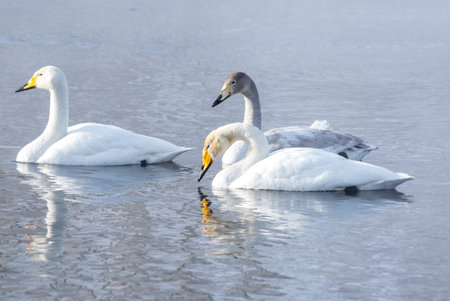 White swans swimming in the nonfreezing winter lake in Altay, Siberia, Russia
