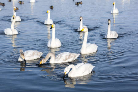 White swans swimming in the nonfreezing winter lake in Altay, Siberia, Russiaの写真素材