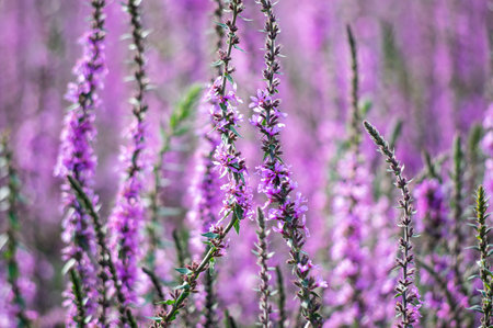 View of pink flowers in the gardenの写真素材