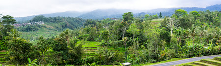 Jatiluwih rice terraces on Bali island, Indonesia