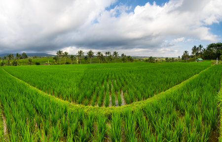 Jatiluwih rice terraces on Bali island, Indonesiaの写真素材
