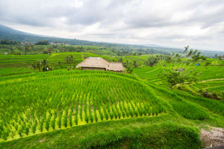 Jatiluwih rice terraces on Bali island, Indonesiaの写真素材