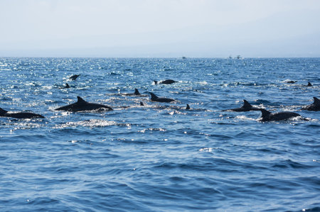 View of a group of wild dolphins swimming in Lovina beach of Bali, Indonesiaの写真素材