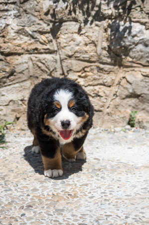Berner Sennenhund or Bernese Mountain puppy in the gardenの写真素材