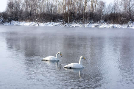 White swans swimming in the nonfreezing winter lake in Altay, Siberia, Russiaの写真素材