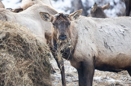 View of marals (Cervus elaphus sibiricus) in the farm in Altay mountains, Siberia, Russiaの写真素材