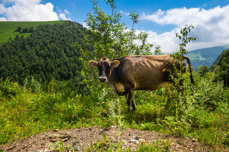 View of cows in Caucasus mountains in the Karachay-Cherkessia Republic, Russiaの写真素材