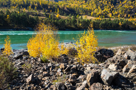 View of river Katun and Altay mountains in the autumn, Siberia, Russiaの写真素材