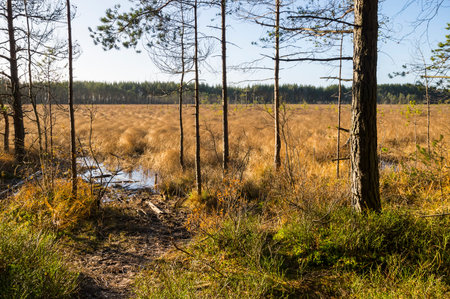 View of the march in the autumn, Leningrad region, Russia