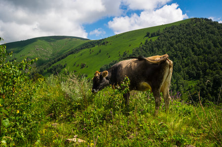 View of cows in Caucasus mountains in the Karachay-Cherkessia Republic, Russiaの写真素材