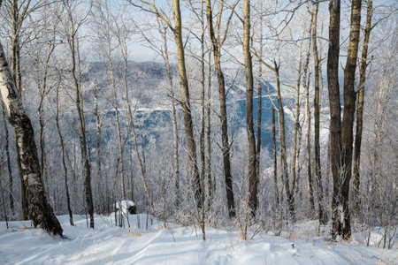 Winter view of forest on the coast of lake Baikal, Siberia, Russiaの写真素材