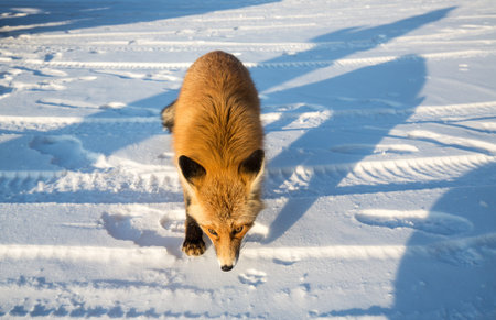View of the fox at Lake Baikal in winter, Siberia, Russia