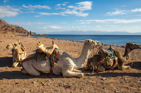 View of camels on the coast of Red sea near Sharm El Sheikh resort, Egypt