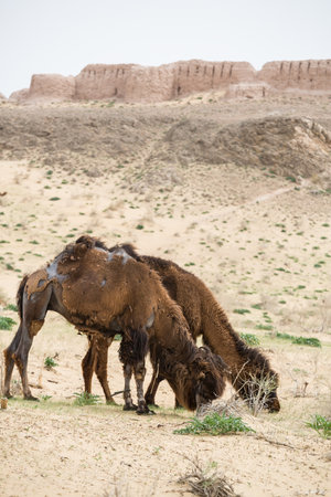 Ruins of ancient Ayaz-Kala Fortress in the Kyzylkum desert, Karakalpakstan, Uzbekistanの写真素材