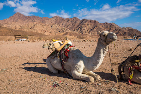 View of camels on the coast of Red sea near Sharm El Sheikh resort, Egypt