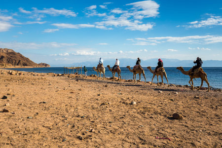 View of tourists riding camels along the coast of Red sea, Egypt