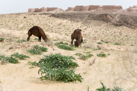 Ruins of ancient Ayaz-Kala Fortress in the Kyzylkum desert, Karakalpakstan, Uzbekistanの写真素材