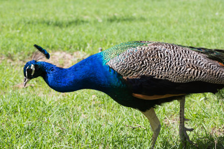 View of a peacock in the park of Sitorai Mokhi-Khosa, Bukhara, Uzbekistanの写真素材