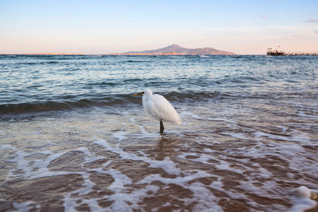 View of the coast of the Red Sea at Sharm El Sheikh, Egypt
