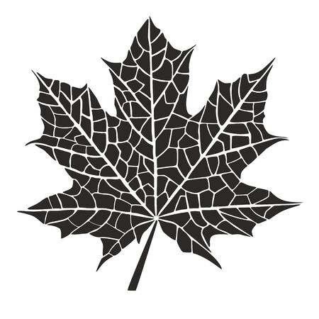 Maple leafのイラスト素材