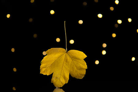 Yellow autumn leaf standing on a glass table. Christmas lights in backgroundの写真素材