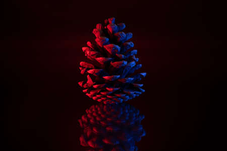 Pine tree cone on black background. Dual tone. Red and blue colorsの写真素材