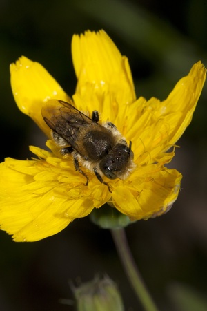 beeの写真素材