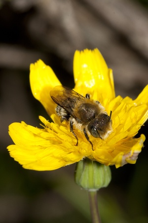 bee and flowerの写真素材