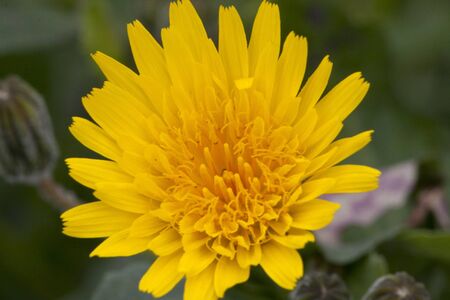 dandelion flowerの写真素材