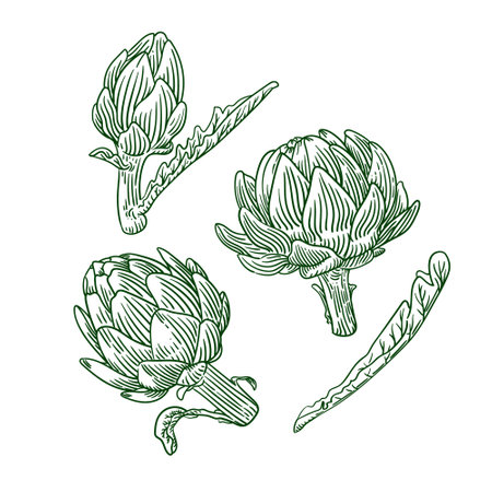 Hand drawn artichoke engraving style illustration.のイラスト素材