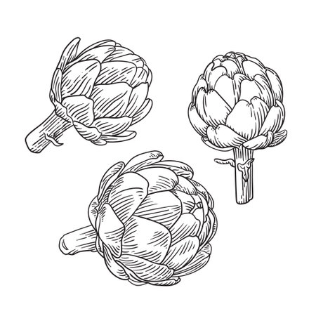 Hand drawn artichoke engraving style illustration.のイラスト素材