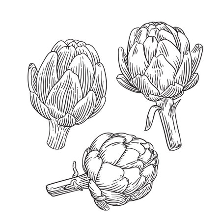 Hand drawn artichoke engraving style illustration.のイラスト素材