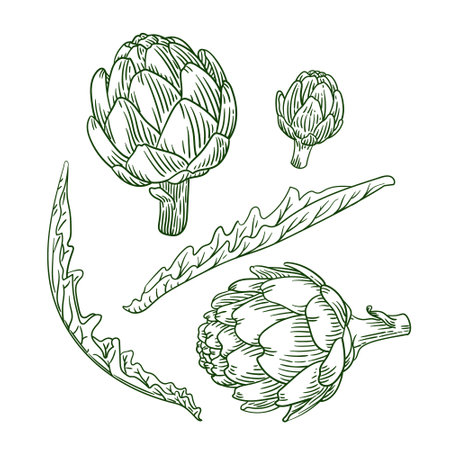Hand drawn artichoke engraving style illustration.のイラスト素材