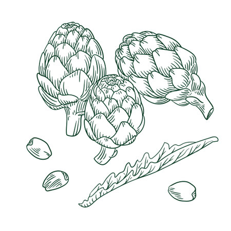 Hand drawn artichoke engraving style illustration.のイラスト素材