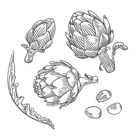 Hand drawn artichoke engraving style illustration.のイラスト素材