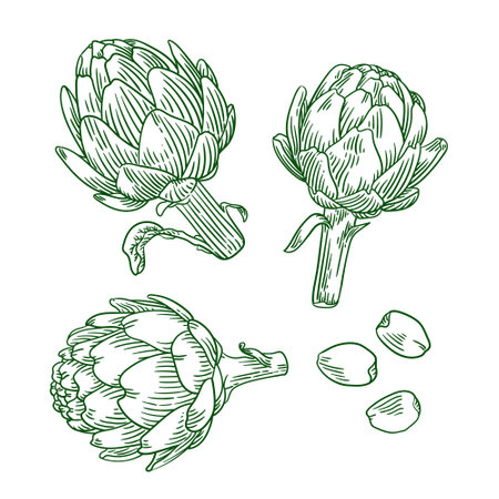 Hand drawn artichoke engraving style illustration.のイラスト素材